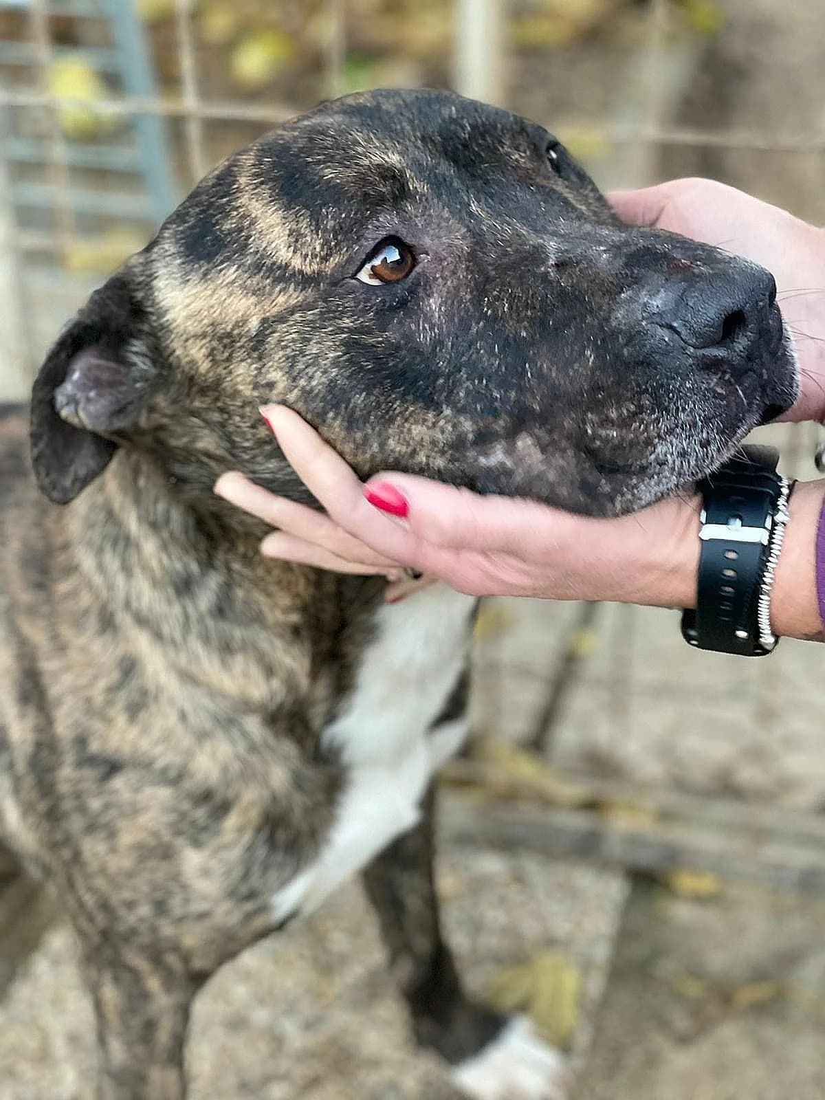 Indio, male 5yo Pit Bull Terrier for adoption at Associazione Nati Liberi, Caserta