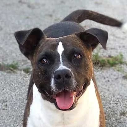 Barbie, female 5yo Pit Bull Terrier for adoption at Associazione Nati Liberi, Caserta