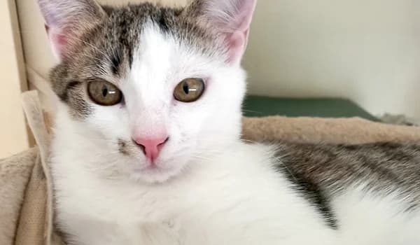 Hermione, female young Mixed Breed for adoption at Nidia ODV, Novate Milanese (MI)