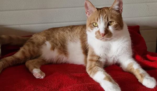 Kim, male 6yo Mixed Breed for adoption at Nidia ODV, Novate Milanese (MI)