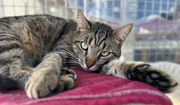 Piccolo Puma, male senior Mixed Breed for adoption at Nidia ODV, Novate Milanese (MI)