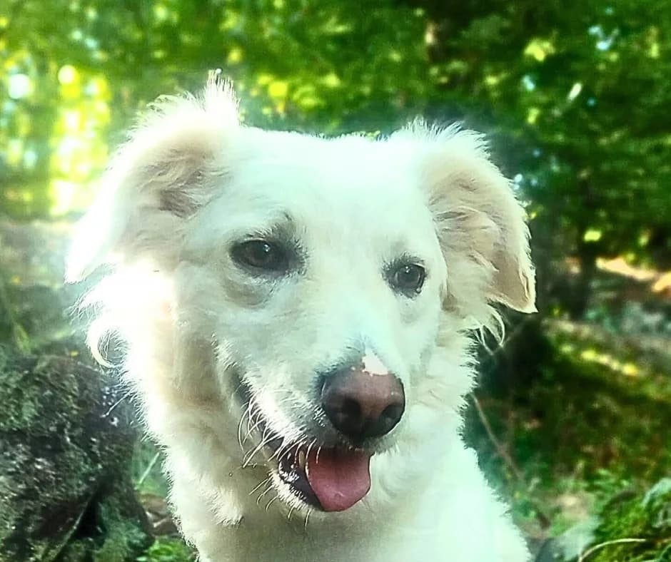 Agata, female 4yo Mixed Breed for adoption at Noirandagi ODV, Piacenza