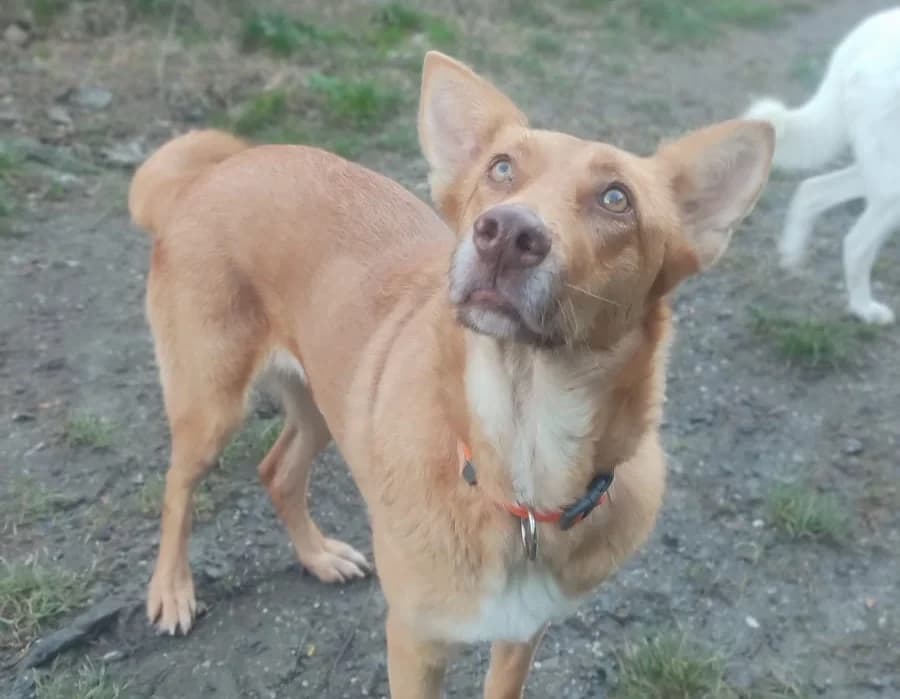 Aria, female young Mixed Breed for adoption at Noirandagi ODV, Piacenza