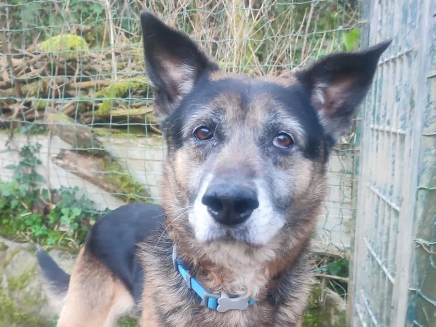 Ciok, male 7yo Mixed Breed for adoption at Noirandagi ODV, Piacenza