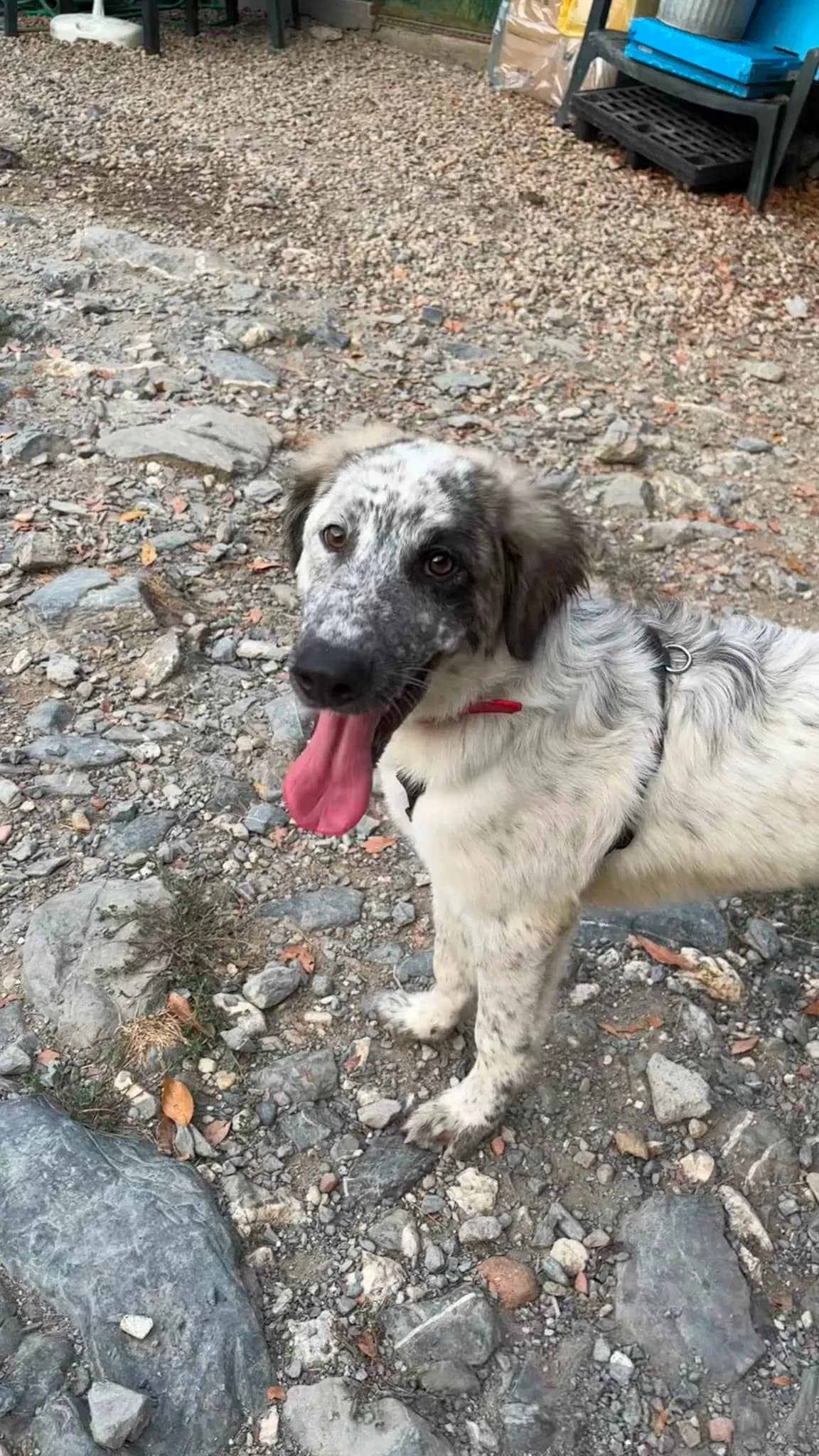 Cuba, female Mixed Breed for adoption at Noirandagi ODV, Piacenza