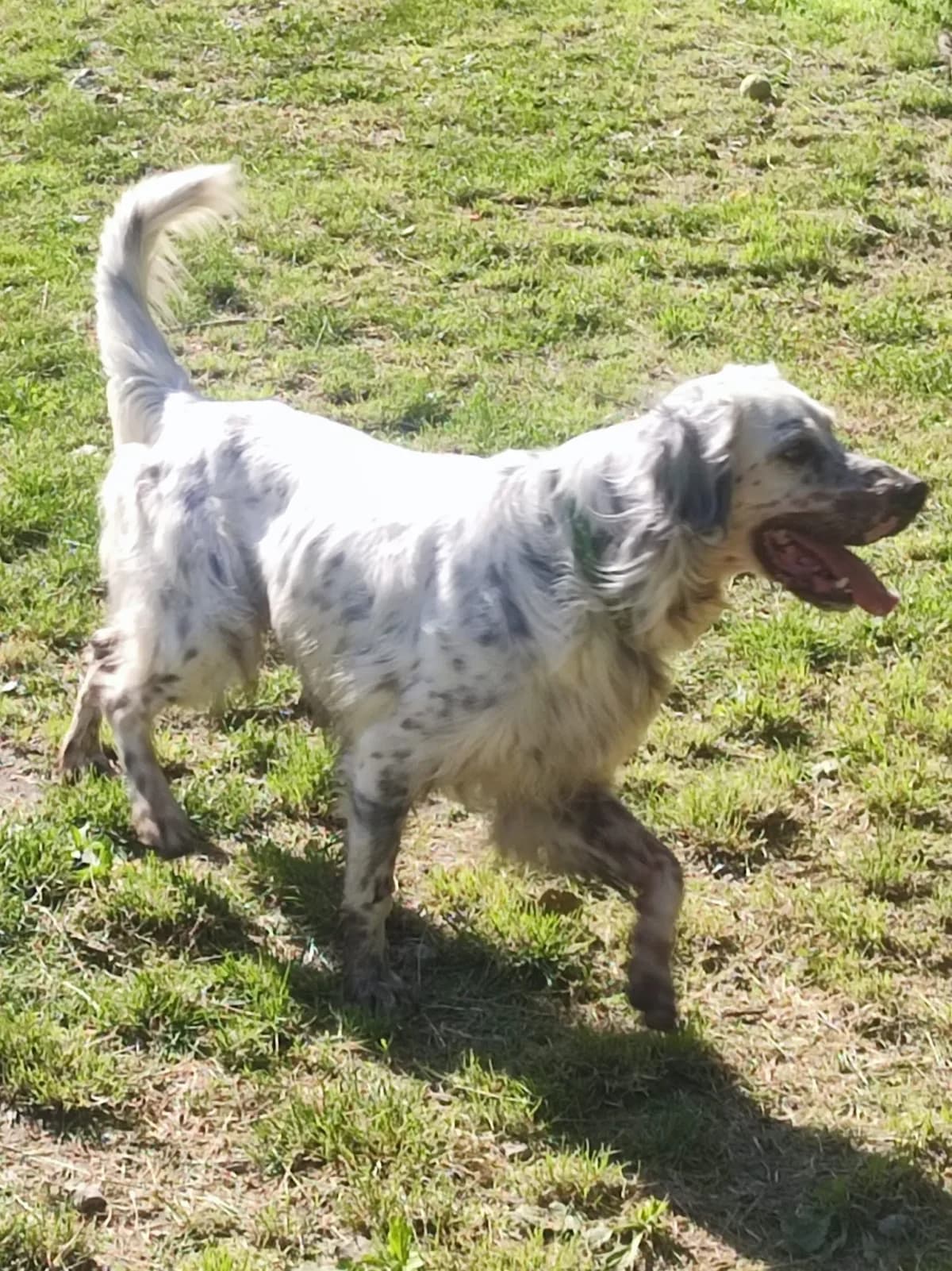 Dante, male 3yo Mixed Breed for adoption at Noirandagi ODV, Piacenza