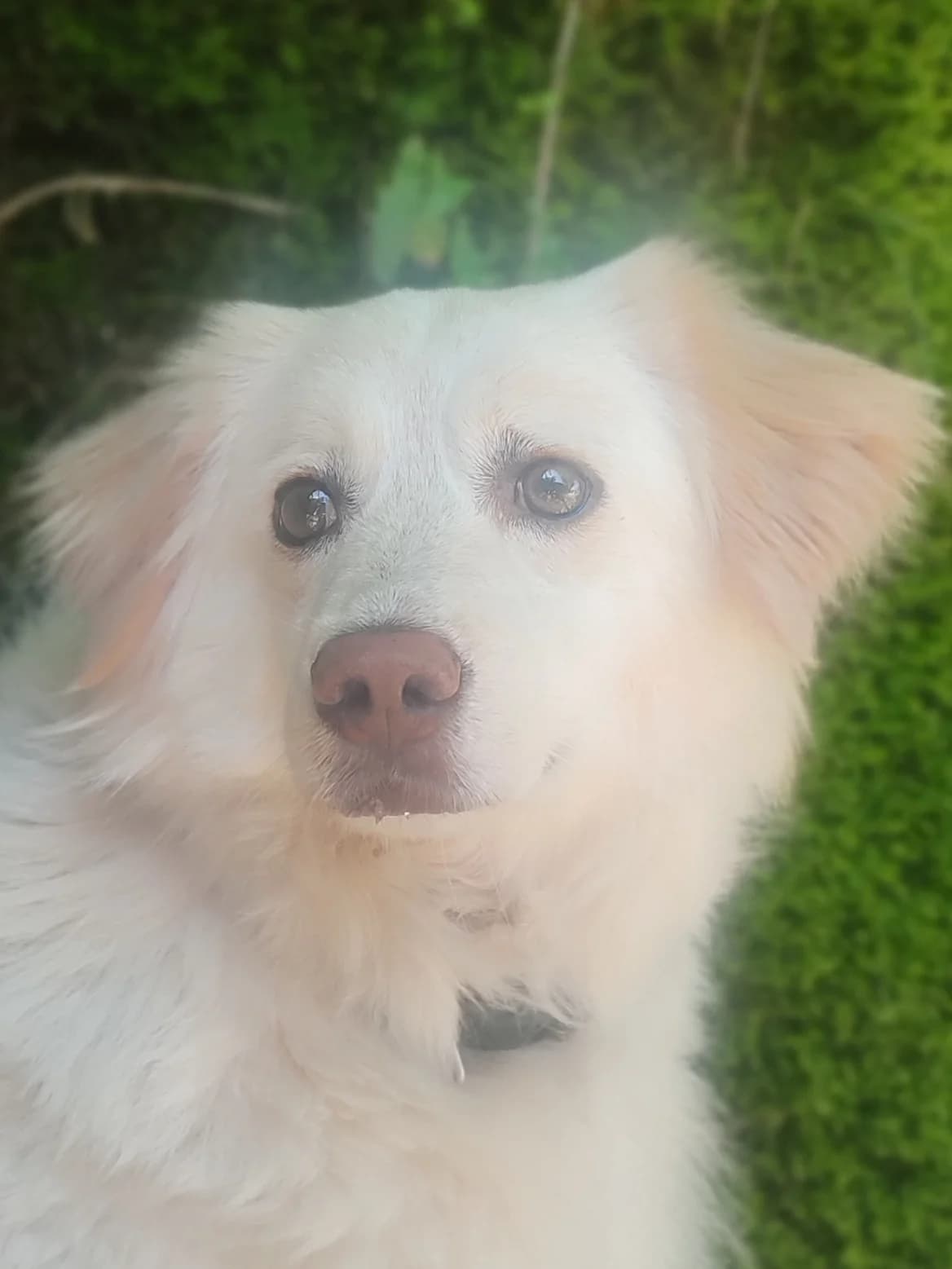 Estefania, female 4yo Mixed Breed for adoption at Noirandagi ODV, Piacenza
