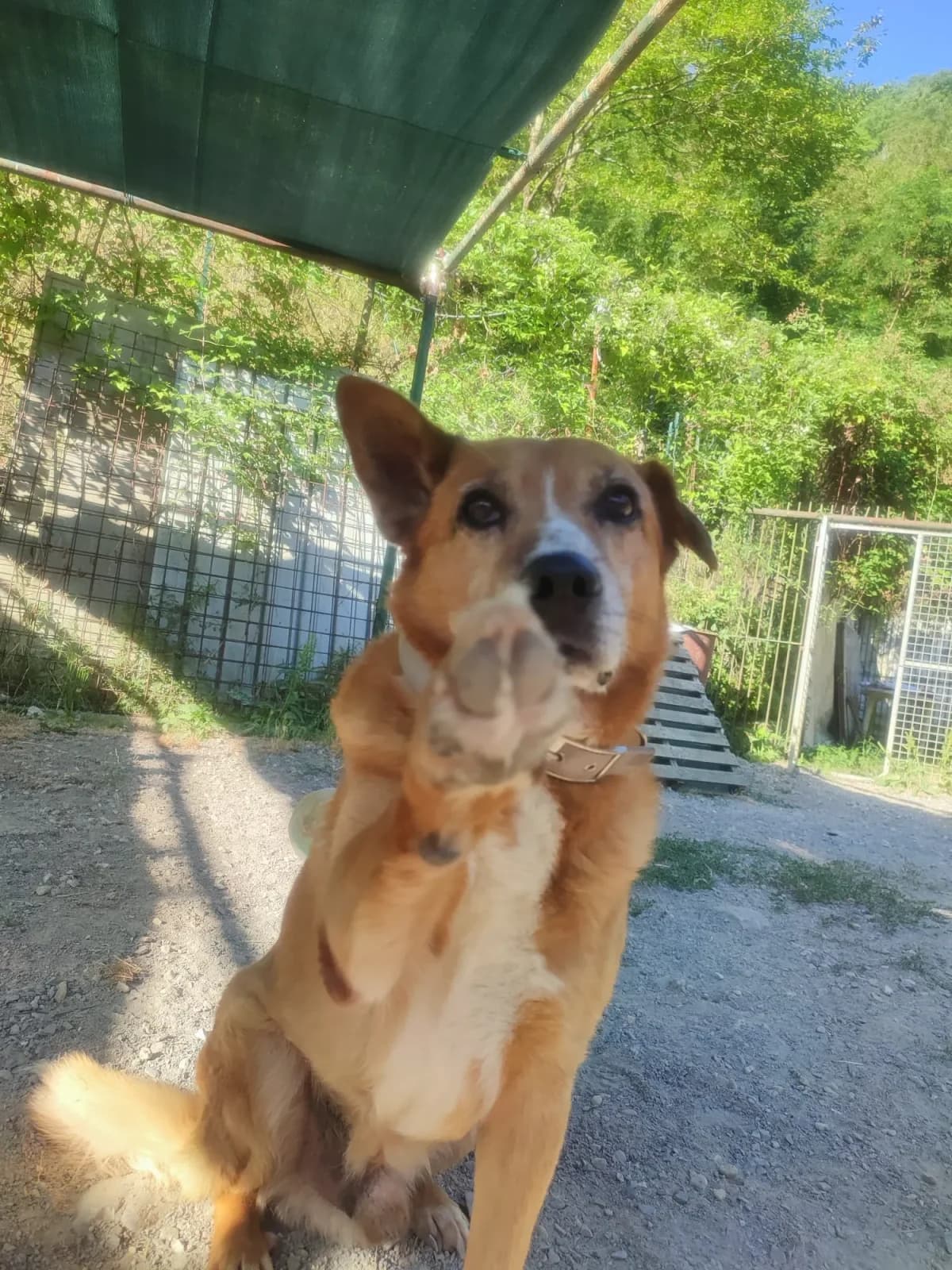 Gino, male 5yo Mixed Breed for adoption at Noirandagi ODV, Piacenza