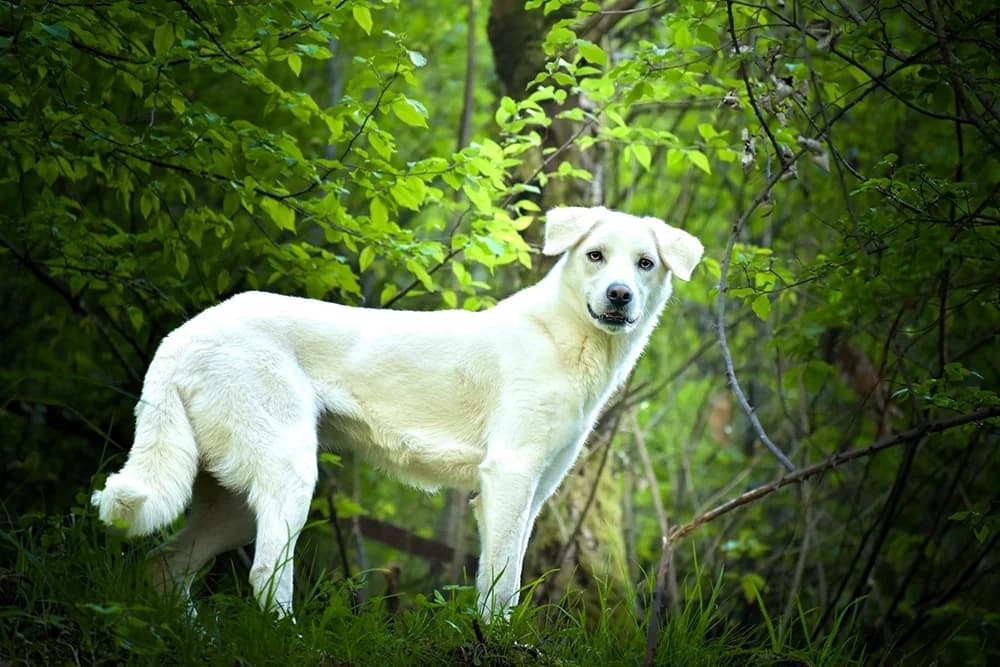 Gunter, male 4yo Mixed Breed for adoption at Noirandagi ODV, Piacenza