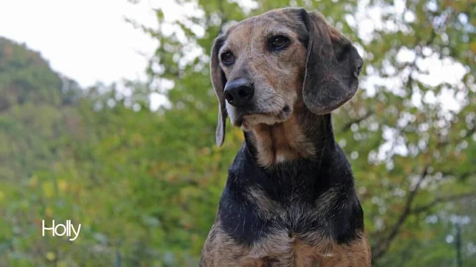 Holly, female senior Mixed Breed for adoption at Noirandagi ODV, Piacenza