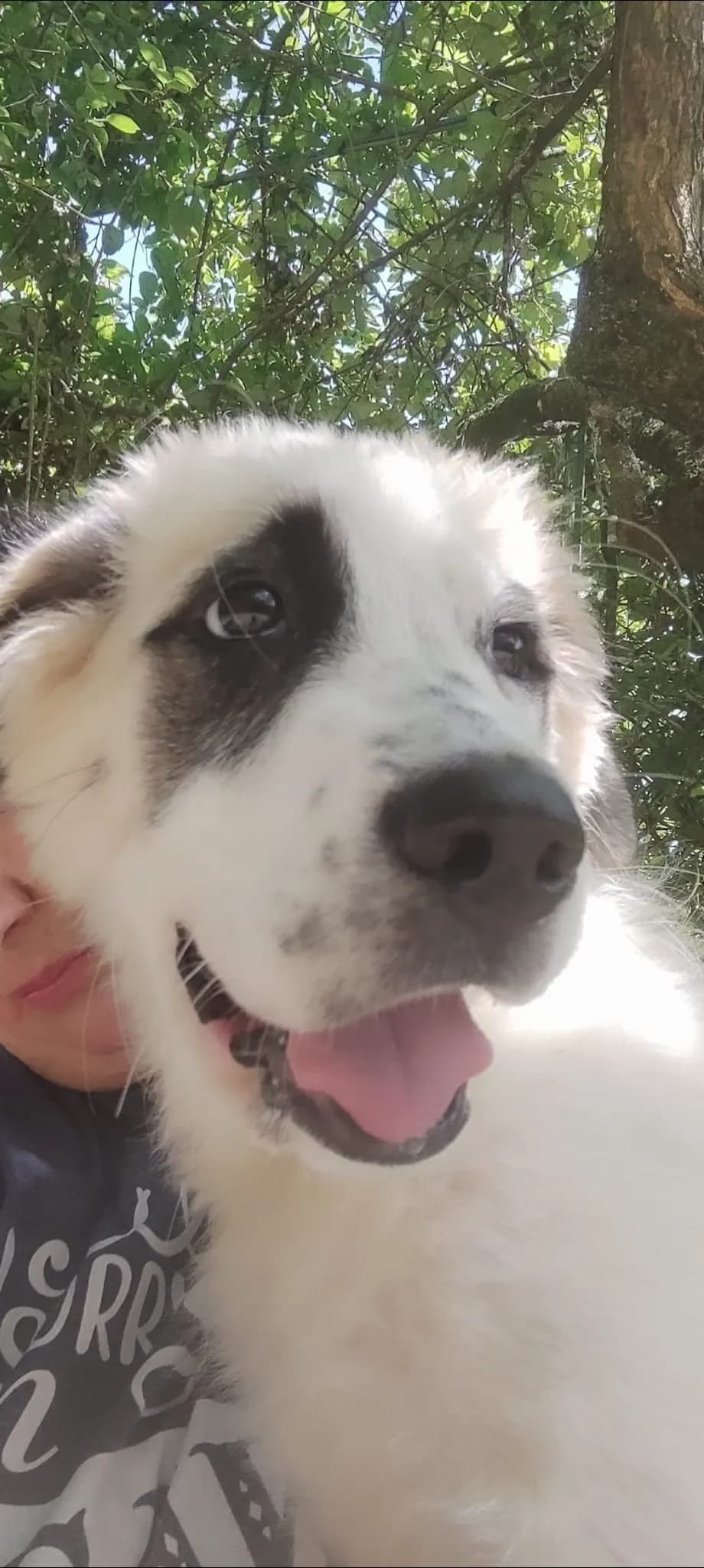 Lara, female puppy Mixed Breed for adoption at Noirandagi ODV, Piacenza