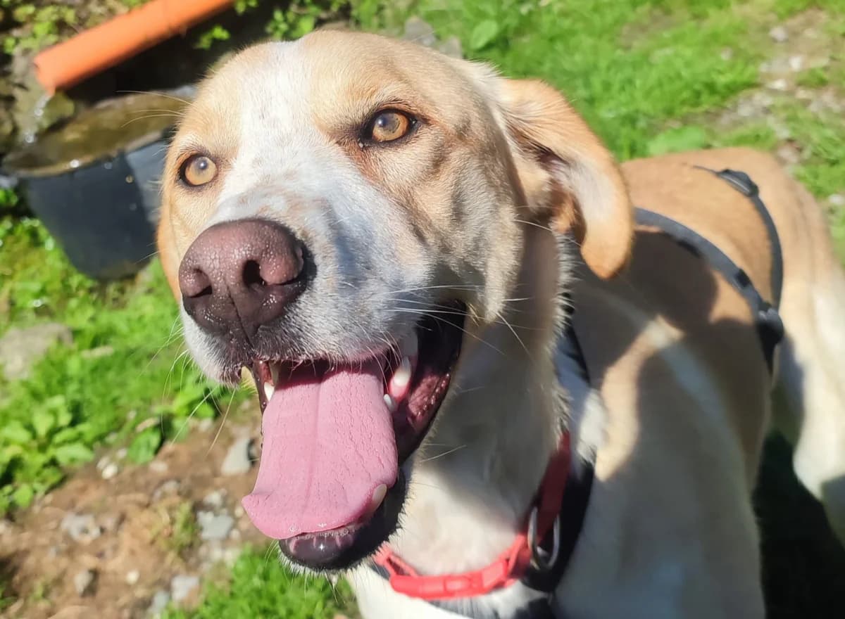 Millie, female Mixed Breed for adoption at Noirandagi ODV, Piacenza