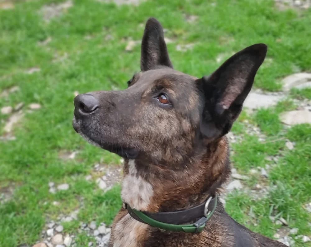 Nanà, female senior Mixed Breed for adoption at Noirandagi ODV, Piacenza