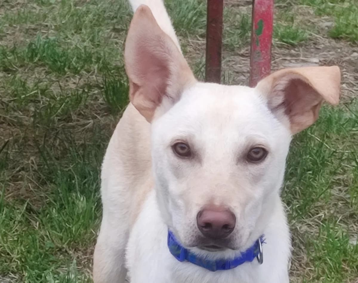 Nano, male young Mixed Breed for adoption at Noirandagi ODV, Piacenza