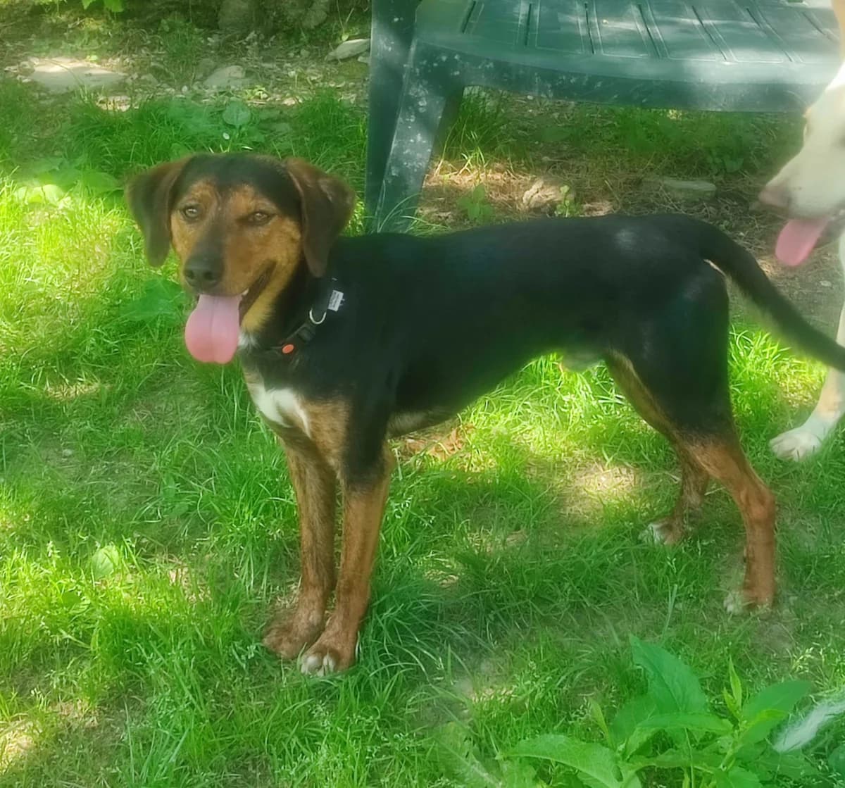 Nino, male Mixed Breed for adoption at Noirandagi ODV, Piacenza