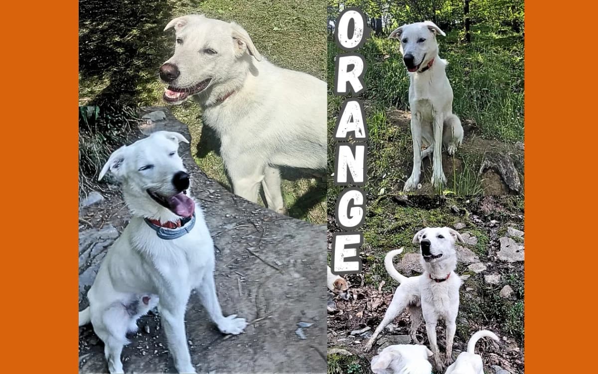 Orange, male young Mixed Breed for adoption at Noirandagi ODV, Piacenza