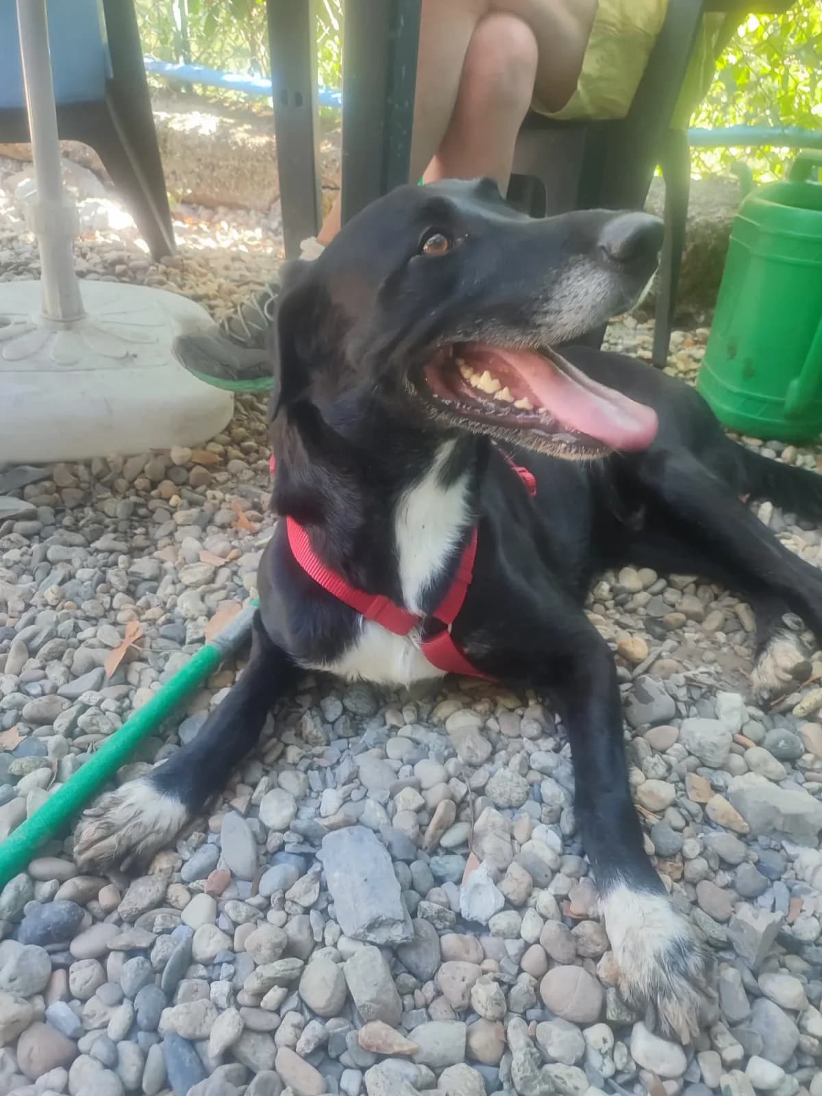 Ryan, male 6yo Mixed Breed for adoption at Noirandagi ODV, Piacenza