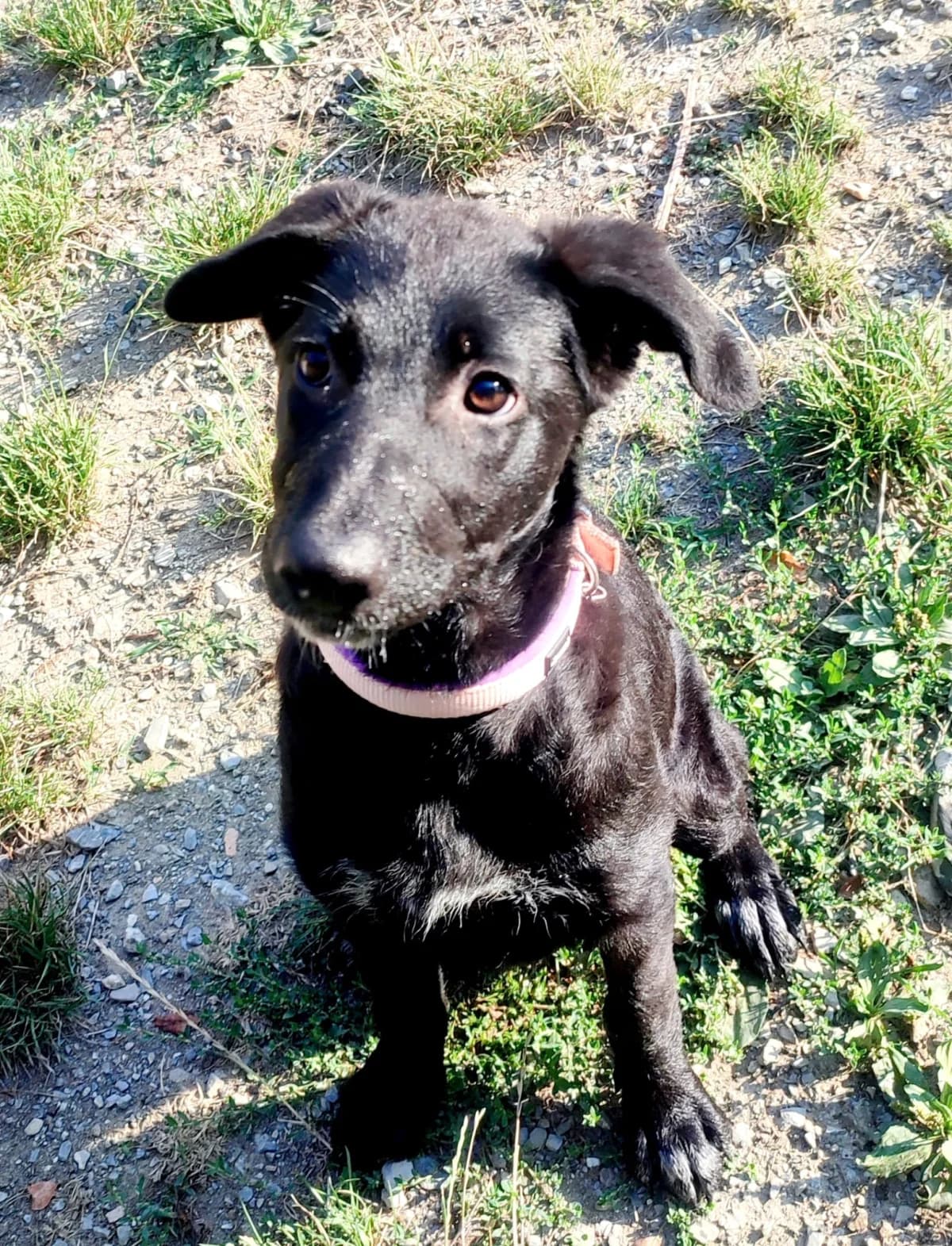 Sila, female puppy Mixed Breed for adoption at Noirandagi ODV, Piacenza