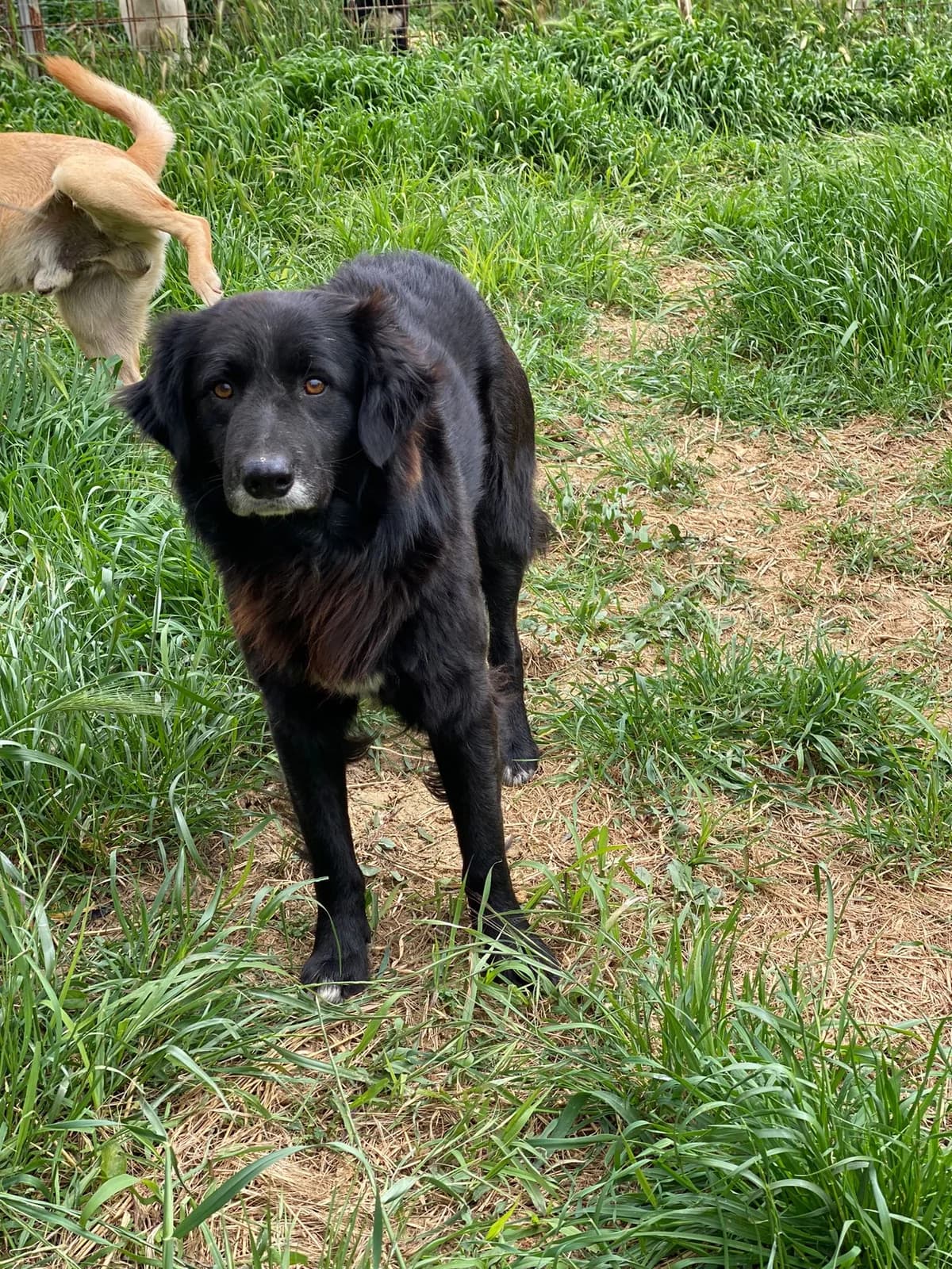 BLUE, nero Compatibilità: cani e gatti Viene a male senior Mixed Breed for adoption at Oasi Ohana ODV, Santa Margherita di Belice (AG)