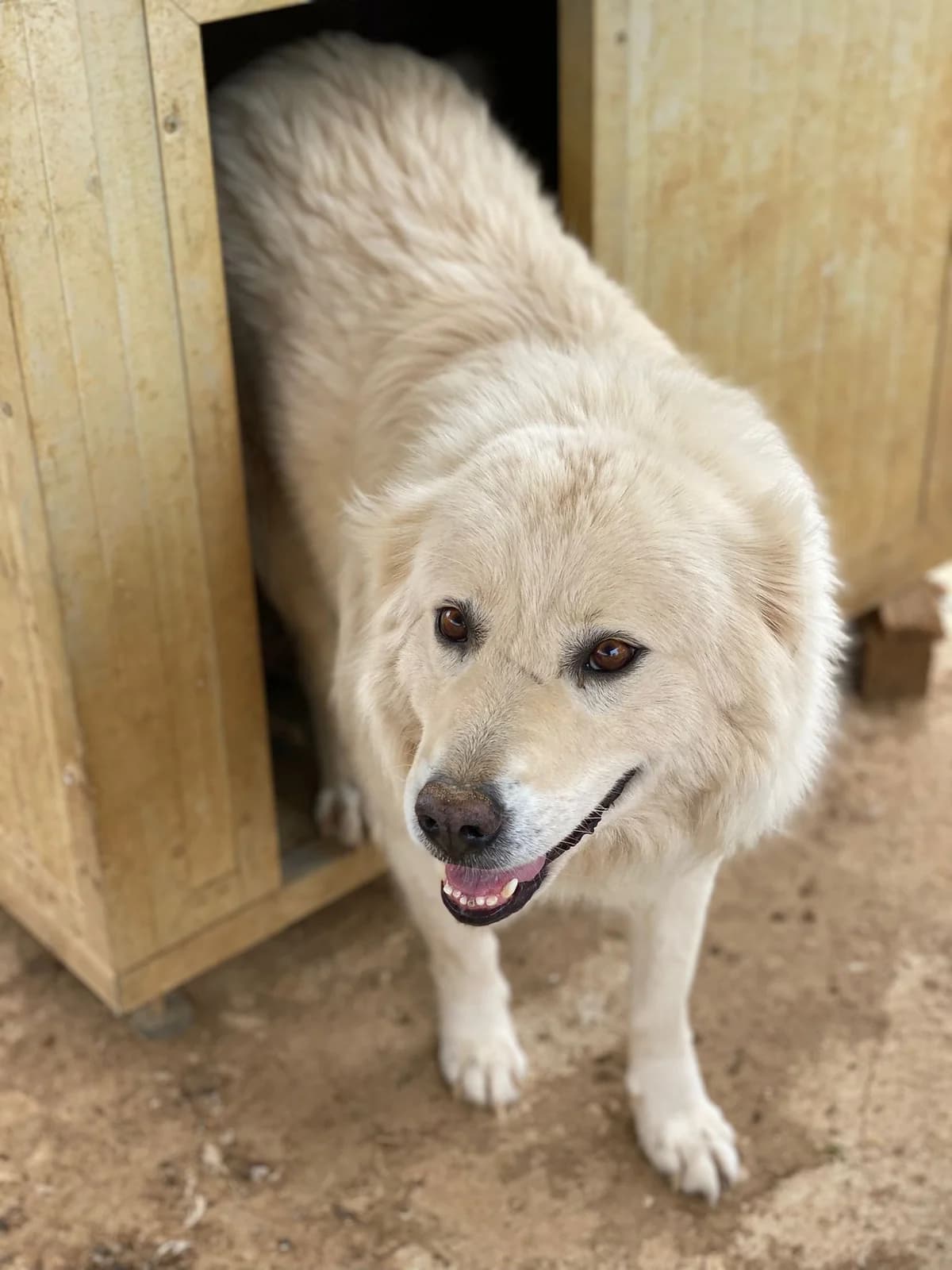 DIANA, bianco Info: 327 female Mixed Breed for adoption at Oasi Ohana ODV, Santa Margherita di Belice (AG)