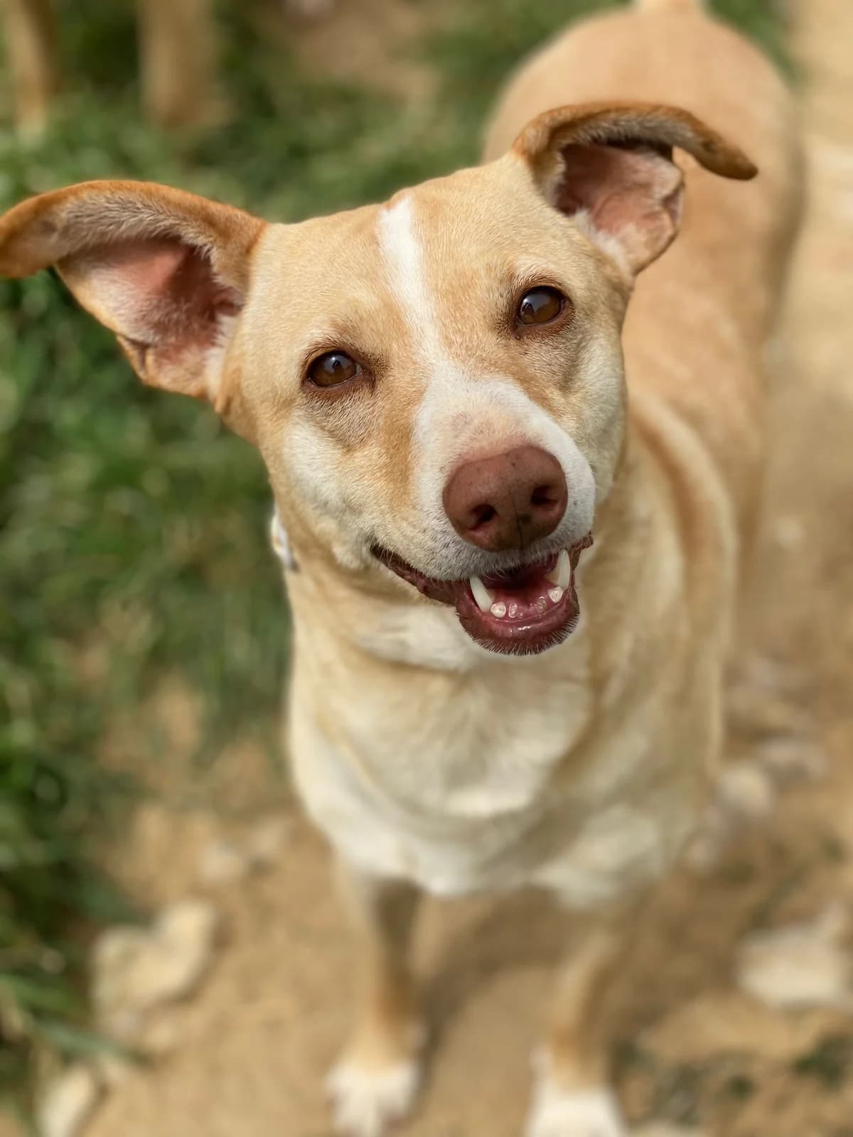 TIFFANY, marrone e bianco Compatibilità: cani e g female 6yo Mixed Breed for adoption at Oasi Ohana ODV, Santa Margherita di Belice (AG)