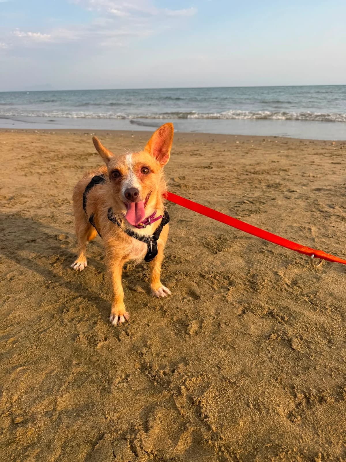 AGATA adozione del cuore – 3 anni 5 kg, female 3yo Mixed Breed for adoption at Oltre i Confini di Specie ODV, Latina (Lazio)