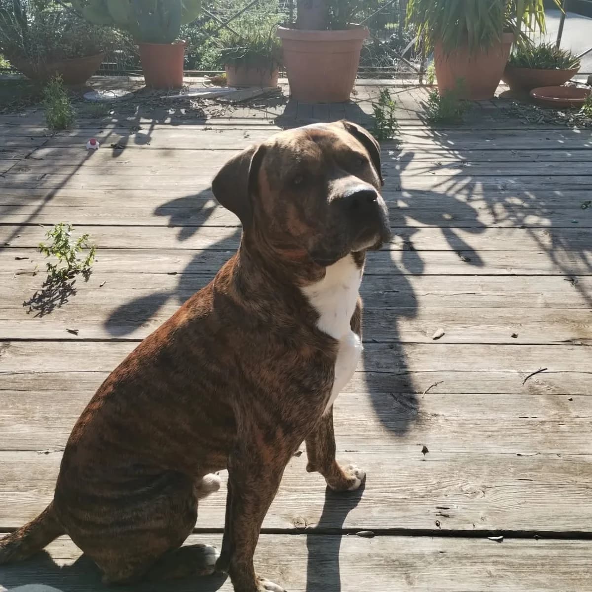 Azlan mix cane corso 4 anni in adozione, male 4yo Mixed Breed for adoption at Oltre i Confini di Specie ODV, Latina (Lazio)