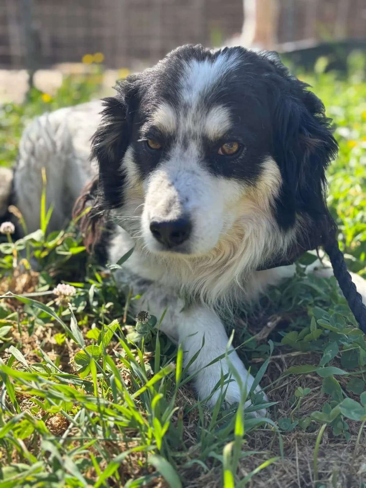 Balto 7 anni taglia medio piccola in adozione, male 7yo Mixed Breed for adoption at Oltre i Confini di Specie ODV, Latina (Lazio)