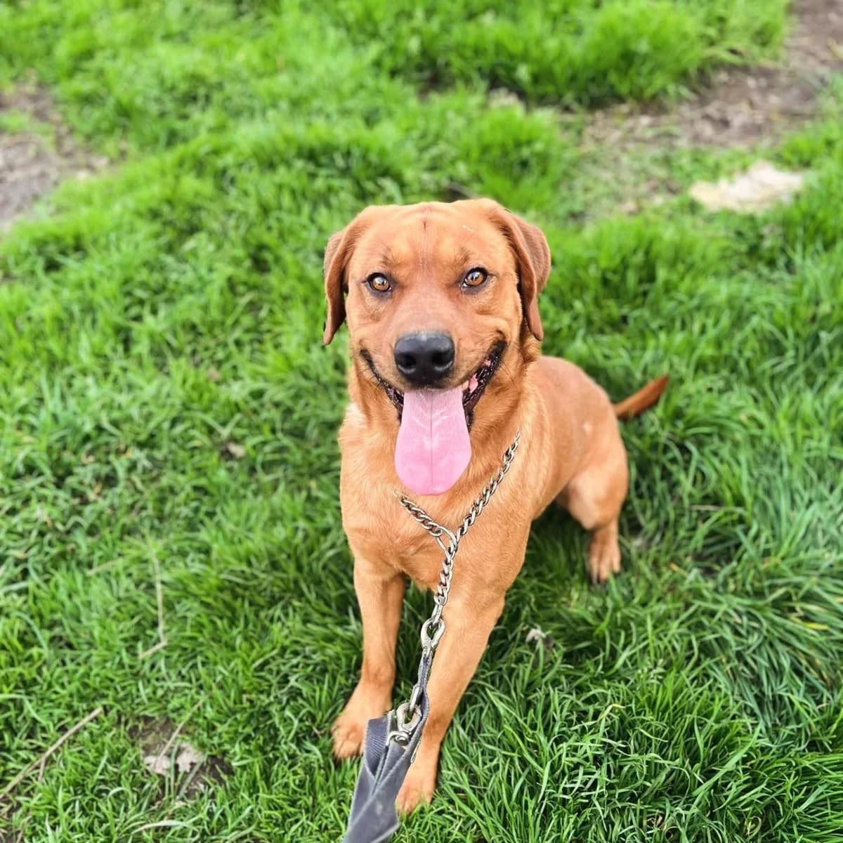 Brouse, male young Mixed Breed for adoption at Oltre i Confini di Specie ODV, Latina (Lazio)