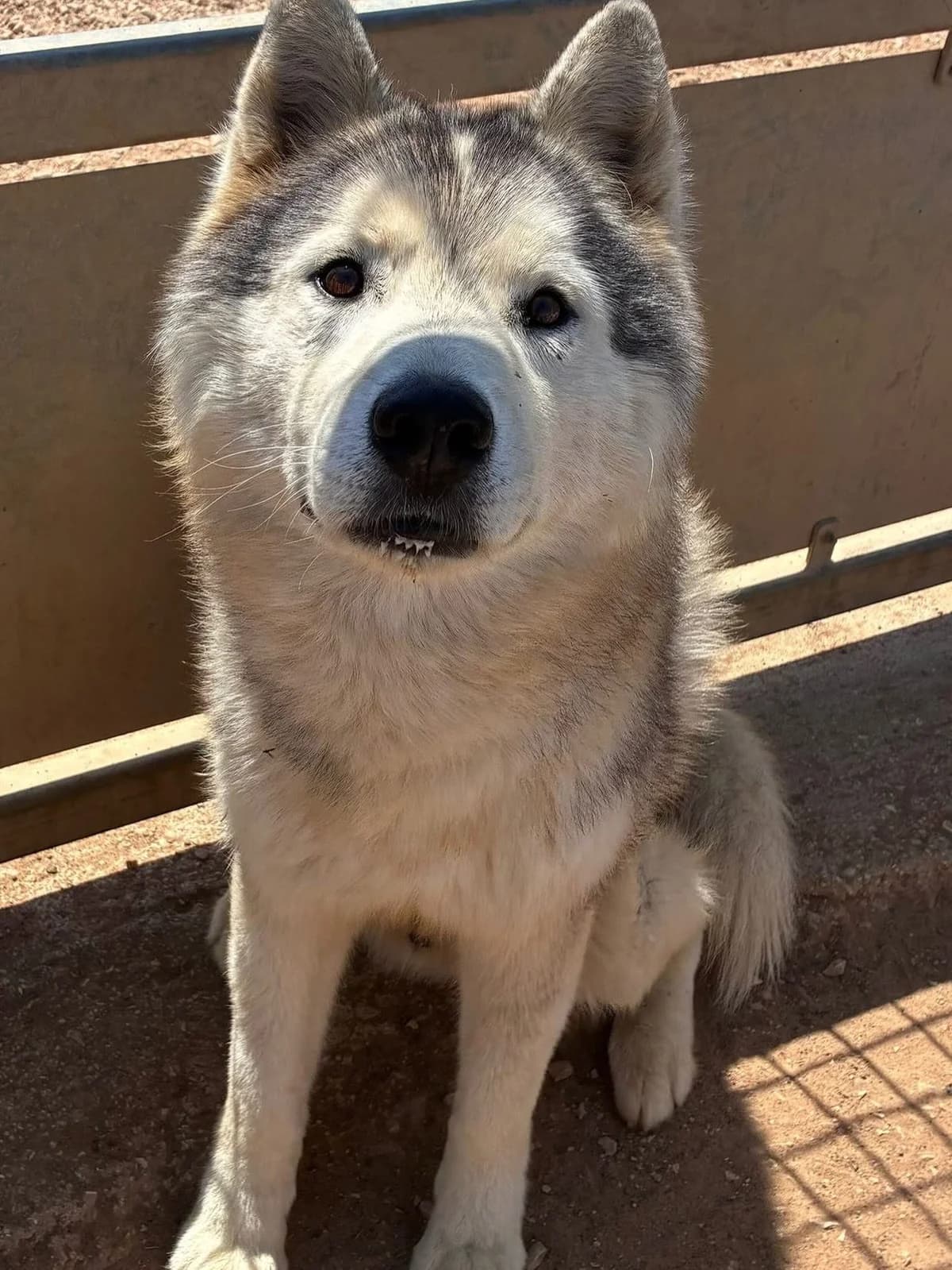 Bruscolino – SIBERIAN HUSKY in adozione, male 5yo Mixed Breed for adoption at Oltre i Confini di Specie ODV, Latina (Lazio)