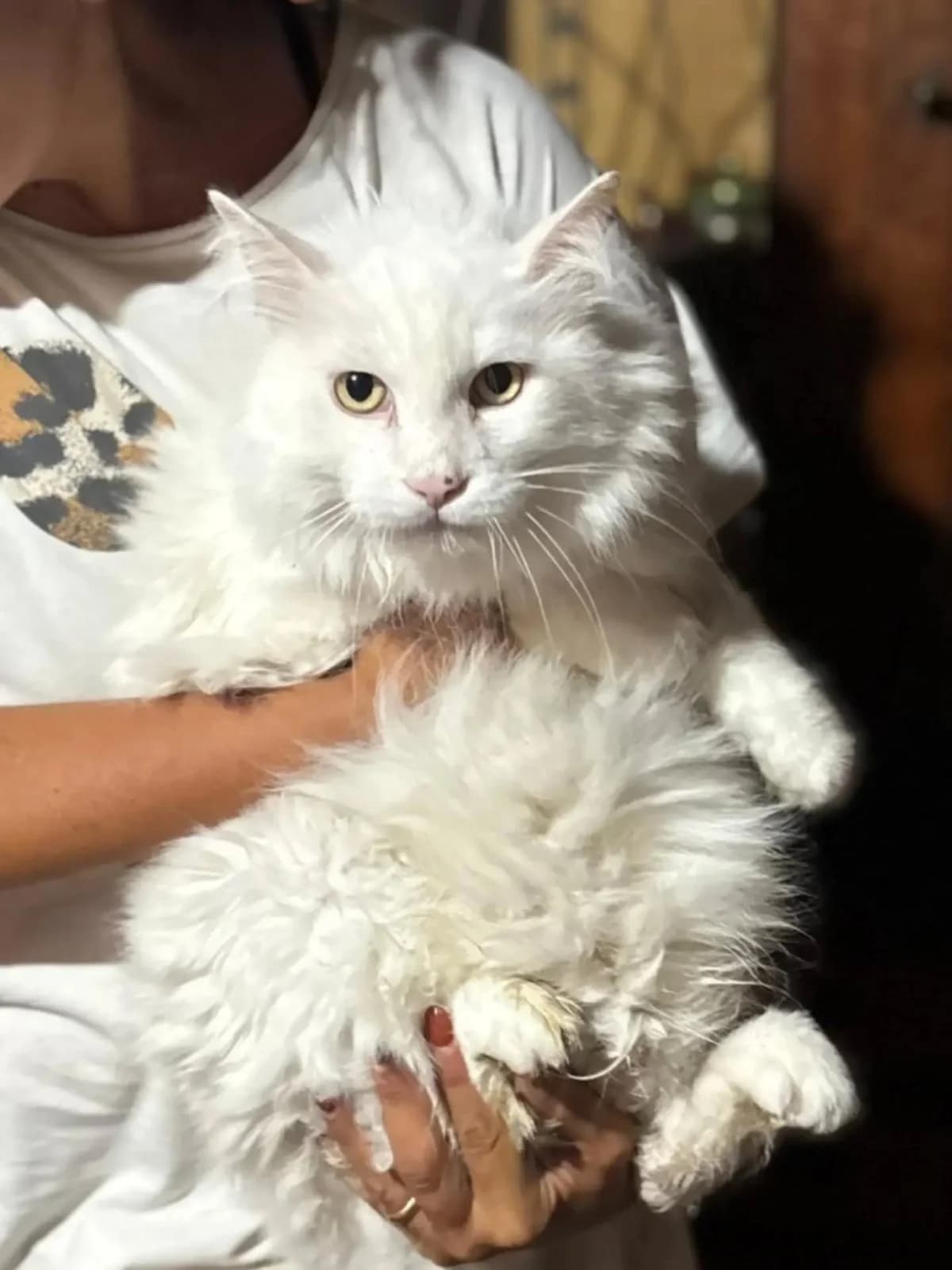 Dante bellissimo gatto bianco in adozione, male senior Mixed Breed for adoption at Oltre i Confini di Specie ODV, Latina (Lazio)