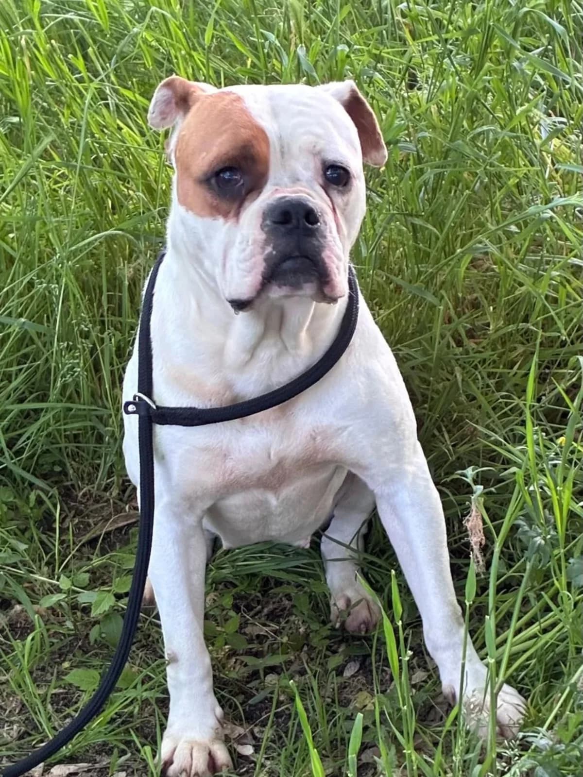 Emma american bulldog in adozione, female 5yo Mixed Breed for adoption at Oltre i Confini di Specie ODV, Latina (Lazio)