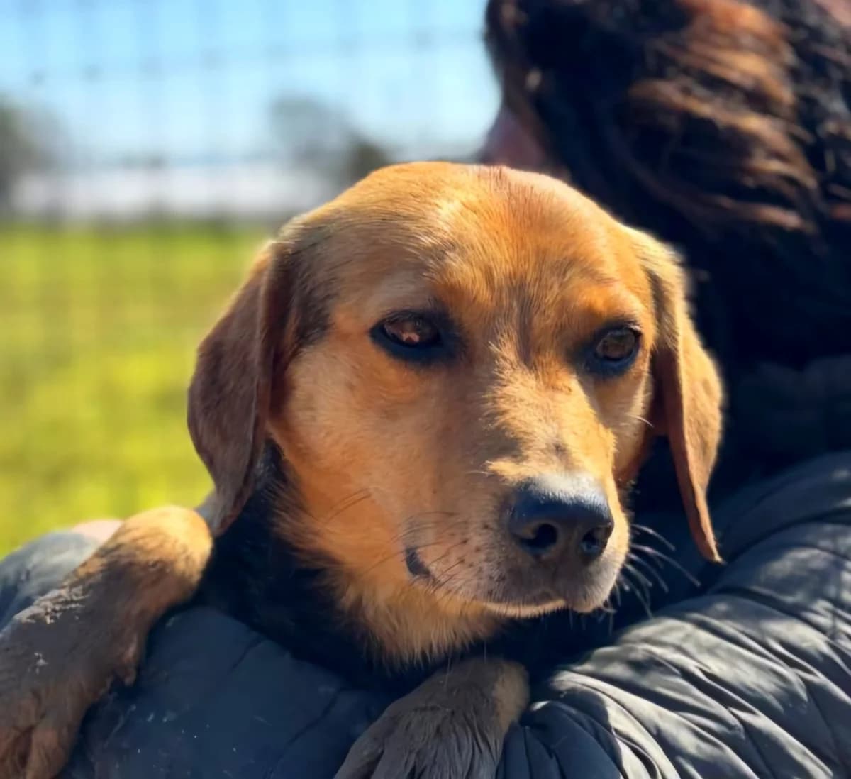 Filippo cagnolino taglia piccola in adozione, male 6yo Mixed Breed for adoption at Oltre i Confini di Specie ODV, Latina (Lazio)