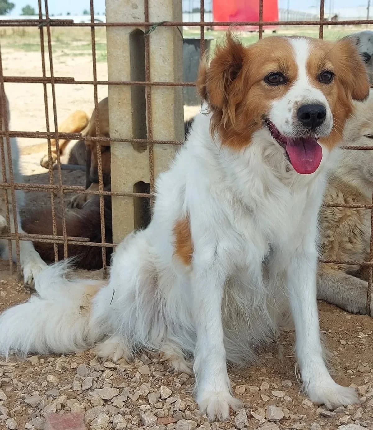GEMMA 3 anni e mezzo in adozione, female 3yo Mixed Breed for adoption at Oltre i Confini di Specie ODV, Latina (Lazio)