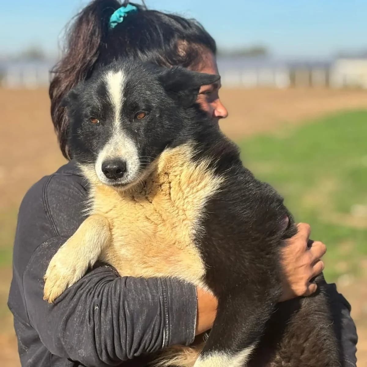 IRMA cane da orso della Carelia in adozione, female senior Mixed Breed for adoption at Oltre i Confini di Specie ODV, Latina (Lazio)