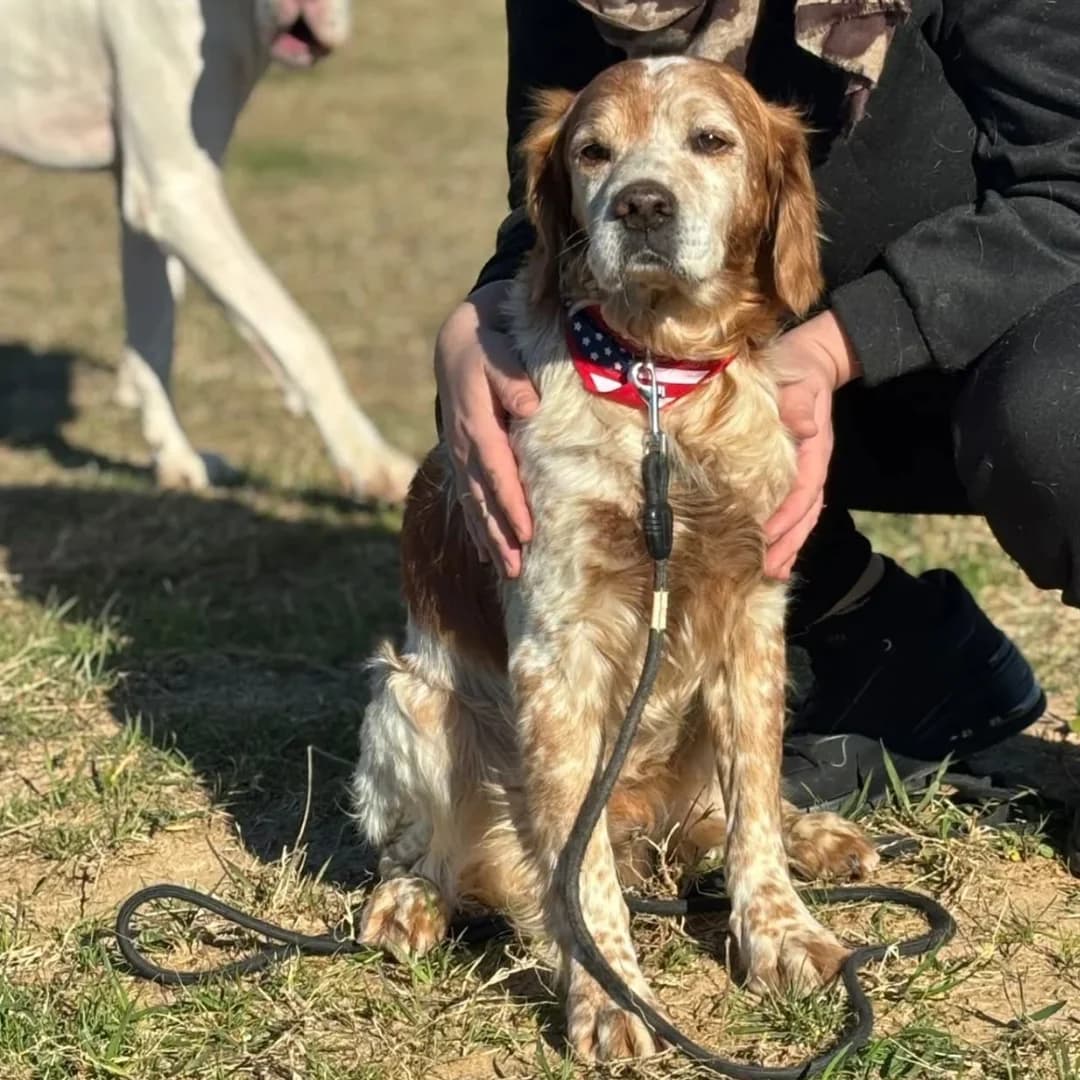 Jack breton puro 13 anni in adozione, male senior Mixed Breed for adoption at Oltre i Confini di Specie ODV, Latina (Lazio)