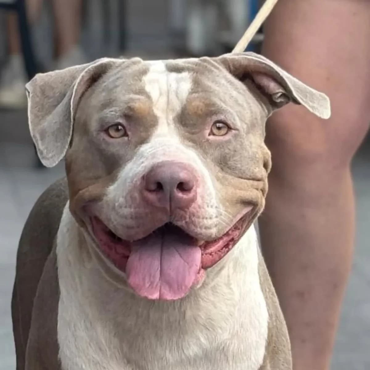 KAOS american bully XL 3 anni in adozione, male 3yo Mixed Breed for adoption at Oltre i Confini di Specie ODV, Latina (Lazio)