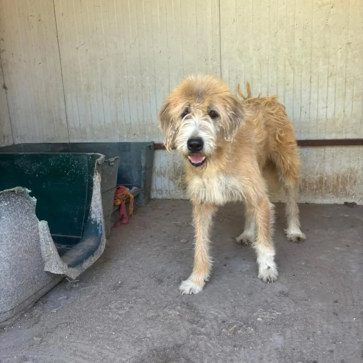 LOLLO 9 anni in adozione, male senior Mixed Breed for adoption at Oltre i Confini di Specie ODV, Latina (Lazio)