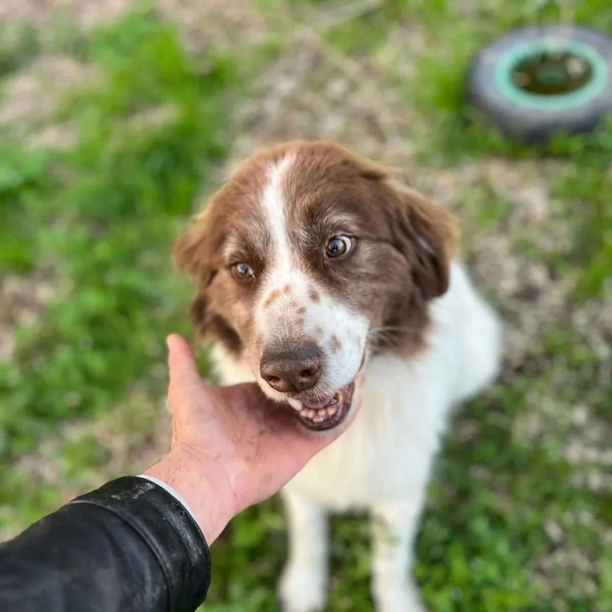 Michele, male senior Mixed Breed for adoption at Oltre i Confini di Specie ODV, Latina (Lazio)