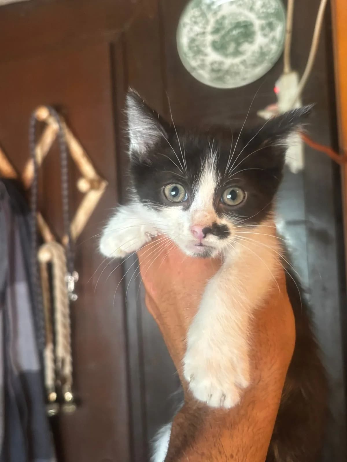 Michelino dolce gattino in adozione, male puppy Mixed Breed for adoption at Oltre i Confini di Specie ODV, Latina (Lazio)
