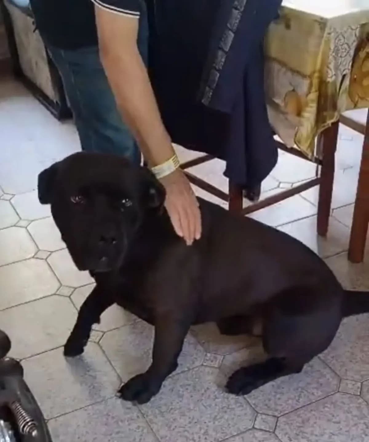 PAGO cane corso 5 anni in adozione, male 5yo Mixed Breed for adoption at Oltre i Confini di Specie ODV, Latina (Lazio)