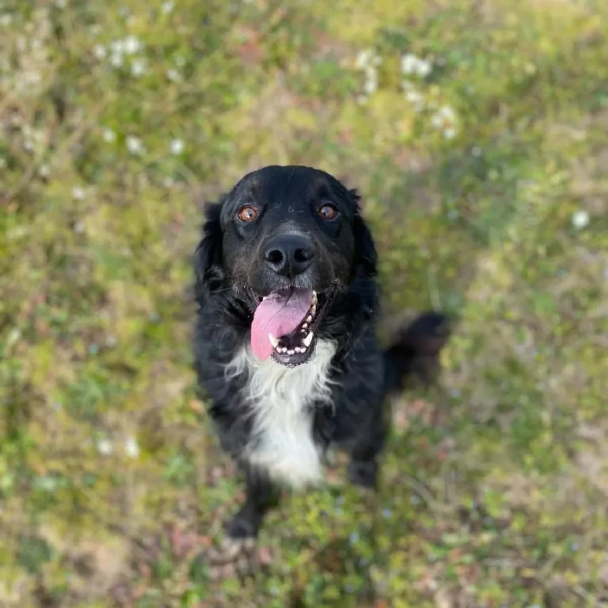 Prince 7 anni in adozione, male 7yo Mixed Breed for adoption at Oltre i Confini di Specie ODV, Latina (Lazio)
