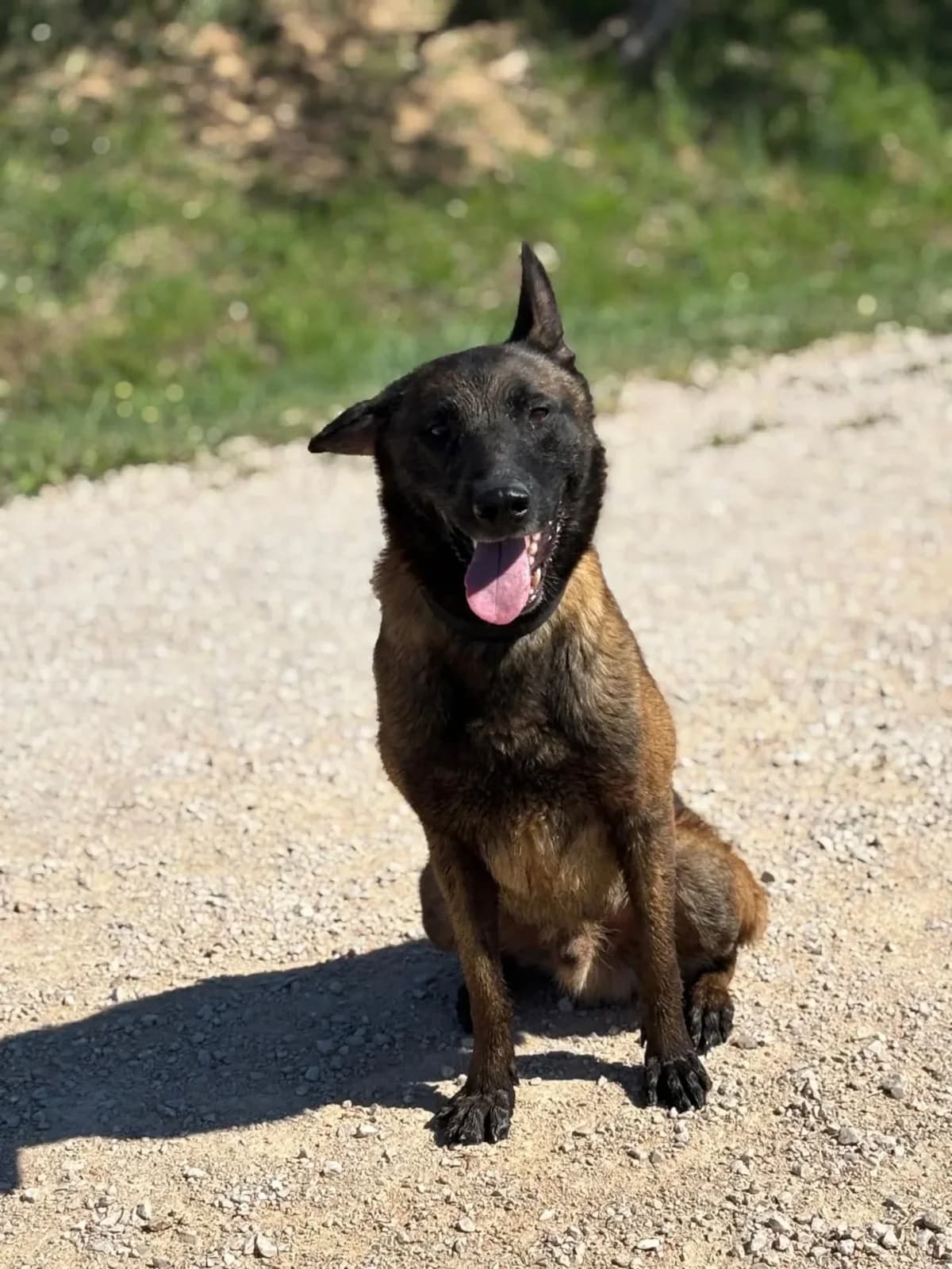 Riuk pastore belga malinois in adozione, male 6yo Mixed Breed for adoption at Oltre i Confini di Specie ODV, Latina (Lazio)