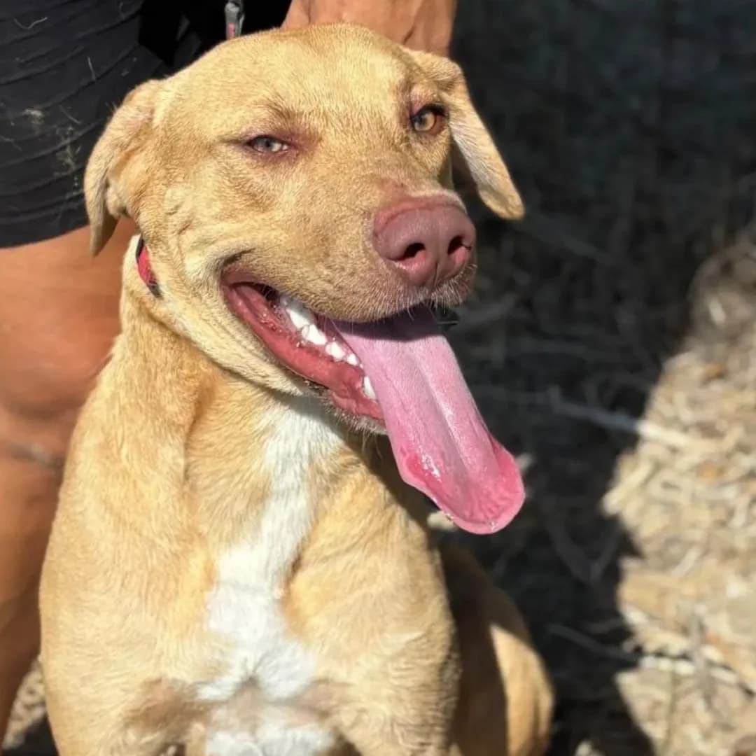 Severino cucciolone 8 mesi in adozione, male puppy Mixed Breed for adoption at Oltre i Confini di Specie ODV, Latina (Lazio)