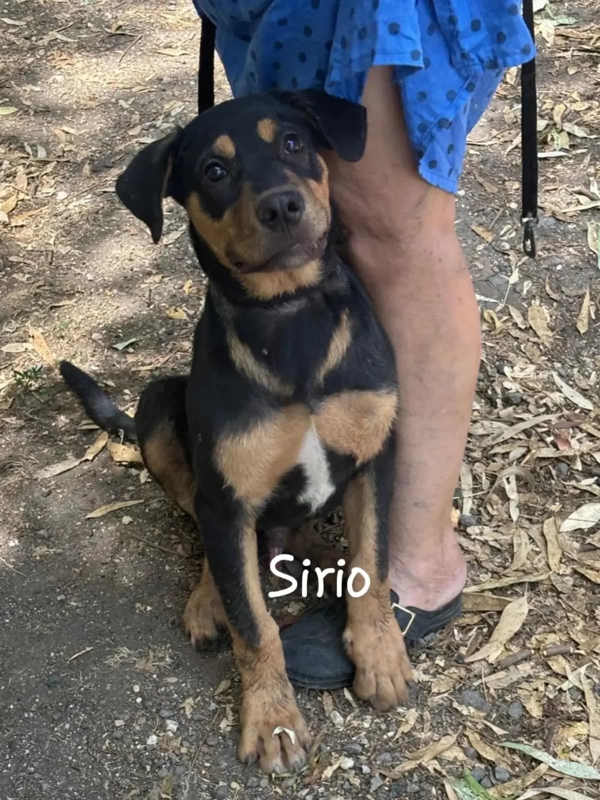 Sirio cucciolo incrocio rottweiler cane corso in adozione, male puppy Mixed Breed for adoption at Oltre i Confini di Specie ODV, Latina (Lazio)