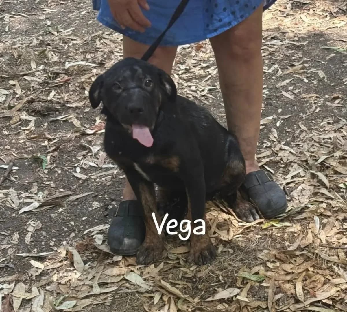 Vega cucciolo incrocio rottweiler corso in adozione, female puppy Mixed Breed for adoption at Oltre i Confini di Specie ODV, Latina (Lazio)