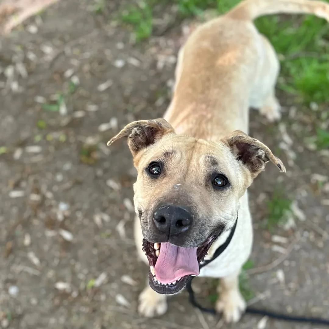 ZOE 4 anni in adozione, female 4yo Mixed Breed for adoption at Oltre i Confini di Specie ODV, Latina (Lazio)