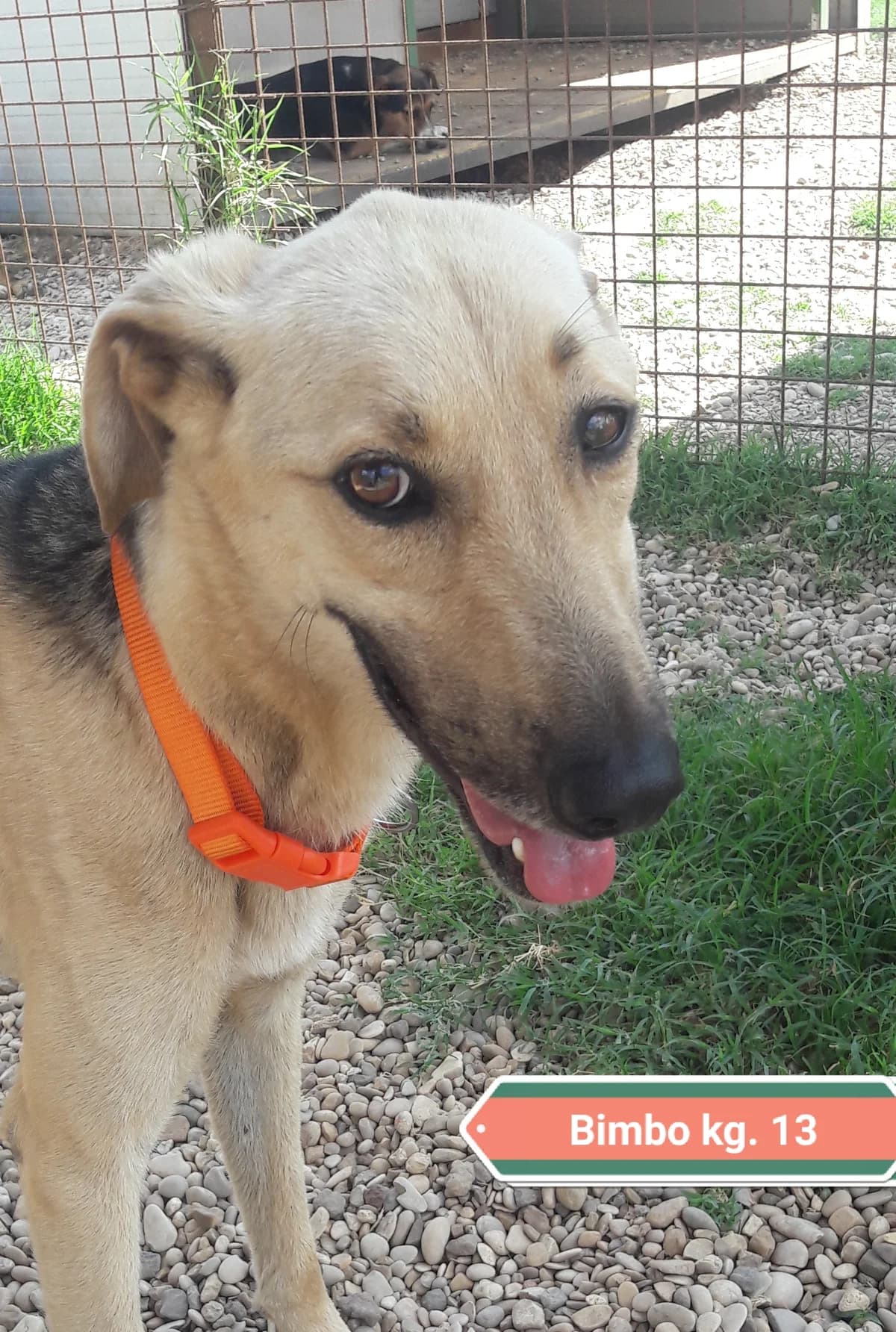 BIMBO, male Mixed Breed for adoption at Associazione Panda Ciampino, Ciampino (RM)