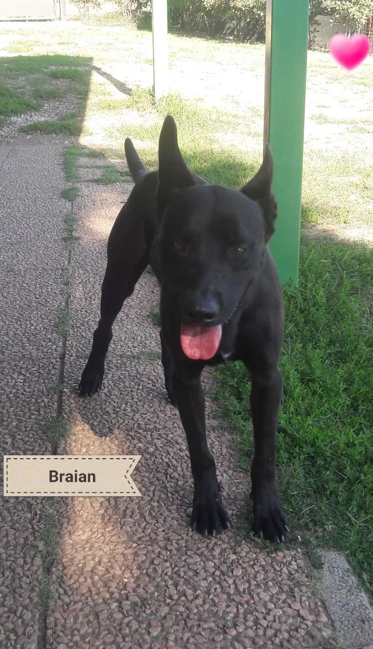BRIAN, male Mixed Breed for adoption at Associazione Panda Ciampino, Ciampino (RM)