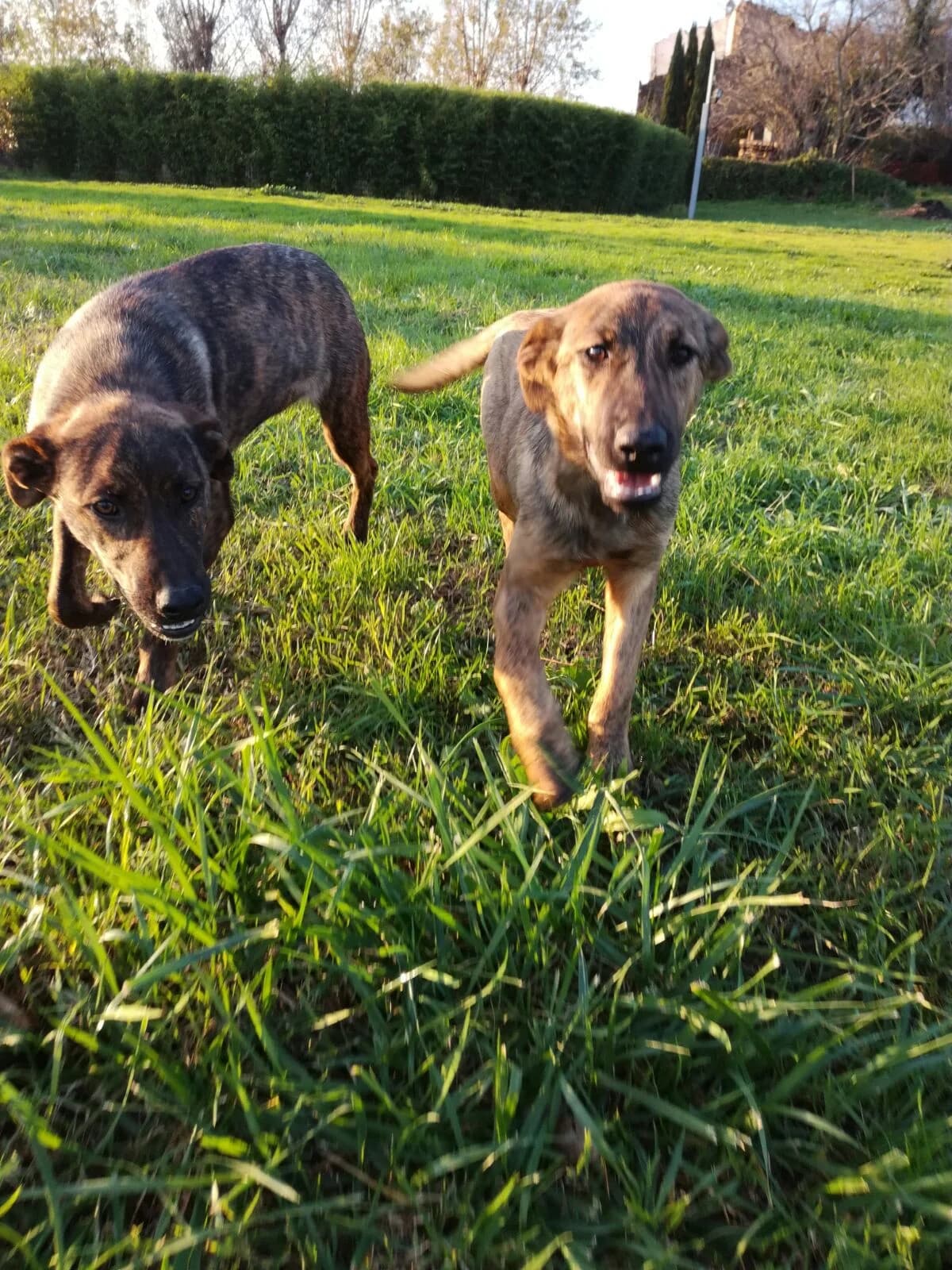 BRUSCHETTA E PIZZETTA, Mixed Breed for adoption at Associazione Panda Ciampino, Ciampino (RM)